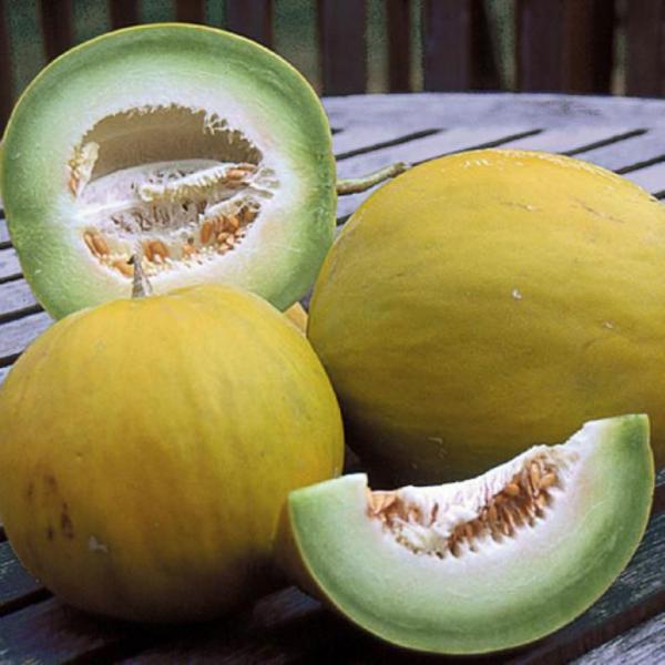 BOULE D'OR Melon FRENCH 10 seeds